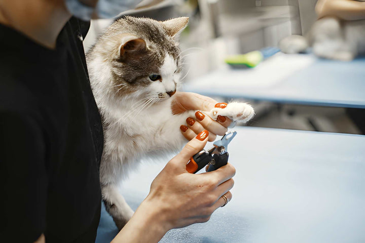 Grooming for a Happy, Healthy Pet