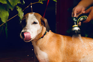 Bath Time Made Easy for Pets