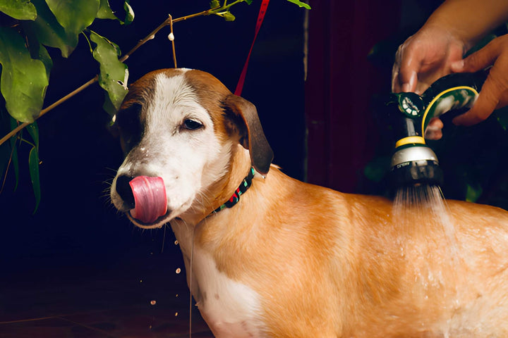Bath Time Made Easy for Pets